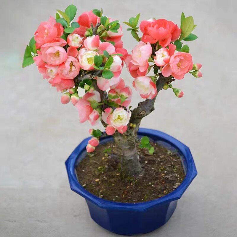 十年大苗日本海棠花苗盆栽大苗盆景树桩室内阳台花卉植物庭院绿植