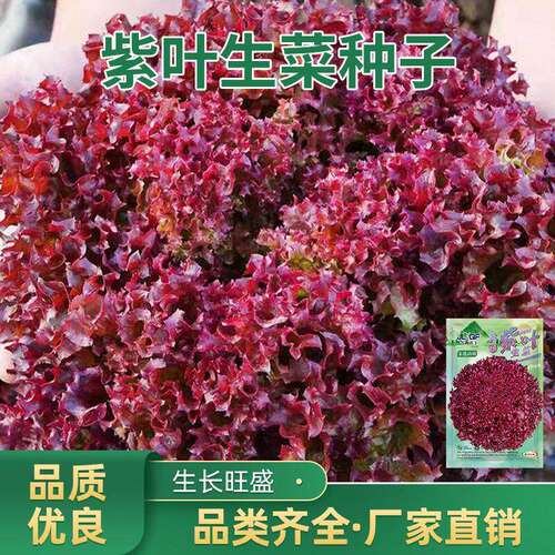 Purple leaf lettuce seeds, red lettuce seeds, purple red ve