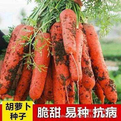 Nine inch, eight inch, seven inch carrots, summer heat-resi