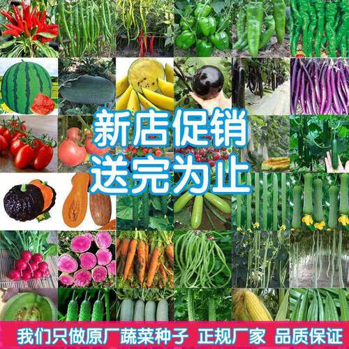 A complete collection of vegetable seeds恤with over a hundr3