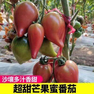Super sweet mango, honey tomato seeds, spring sowing, fruit
