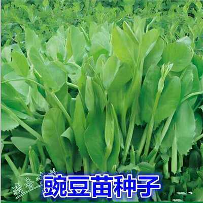 No need for pea seeds, pea seeds, pointed sprouts, vegetabl