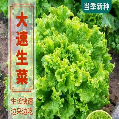 Fast growing vegetable seeds, large leaf seeds, fast growin