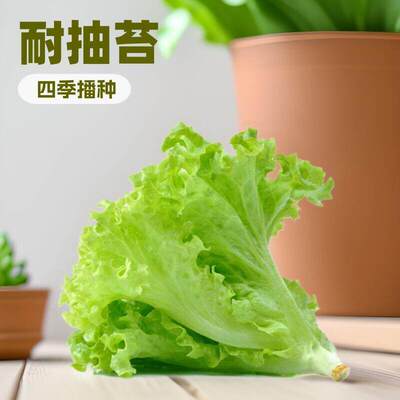 Resistant to sprouting lettuce seeds, balcony original vege
