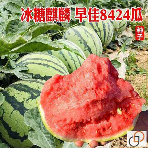 8424 Watermelon Seeds Kirin Few Seeds Lazy Man Watermelon恤S