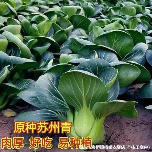 Suzhou Green Black Big Head Rapeseed Vegetable Seed Origina
