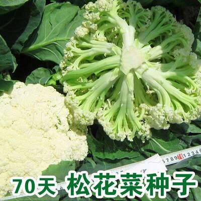 Xueli Songhua 70 day old Songhua vegetable seeds, new pine