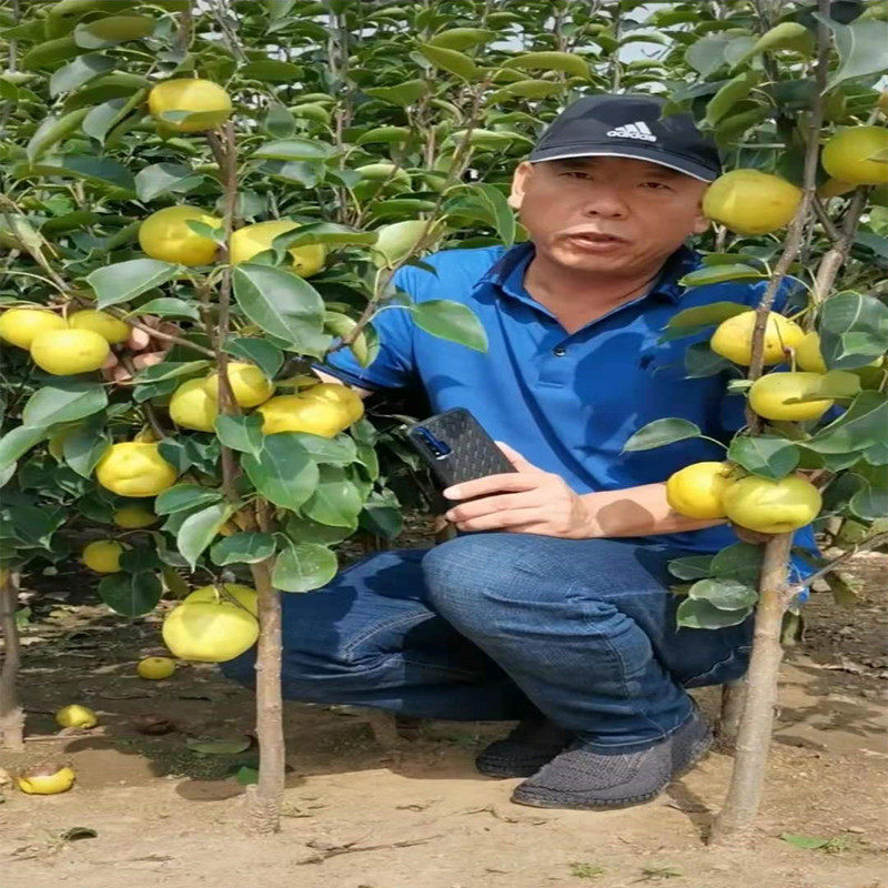新品种特大香蕉梨太婆梨嫁接雪梨树果苗南北方耐寒种植当年结果包