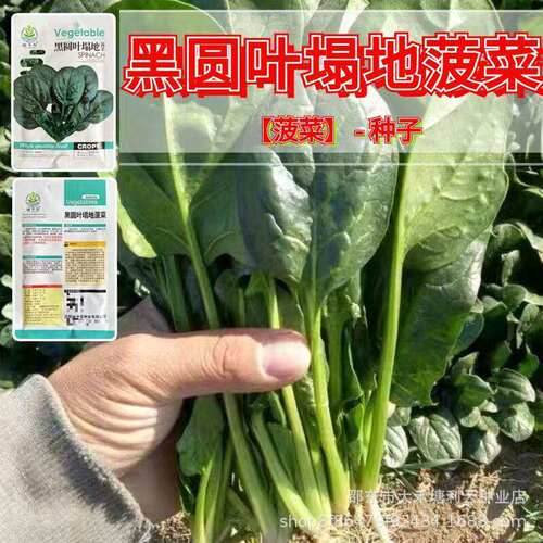 Large leaf spinach seeds, black garden leaf spinach seeds,