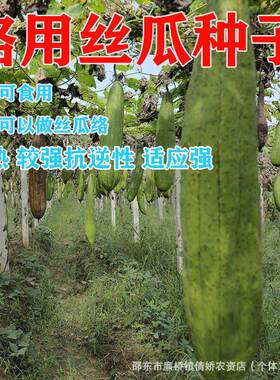 Loofah seeds, Loofah seeds, Climbing vines in spring and su