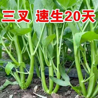 Authentic Trident Hollow Cabbage Seeds, Willow Leaf Heart C