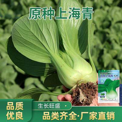 Original Shanghai Green Seed Seed Four Seasons Shanghai Gre