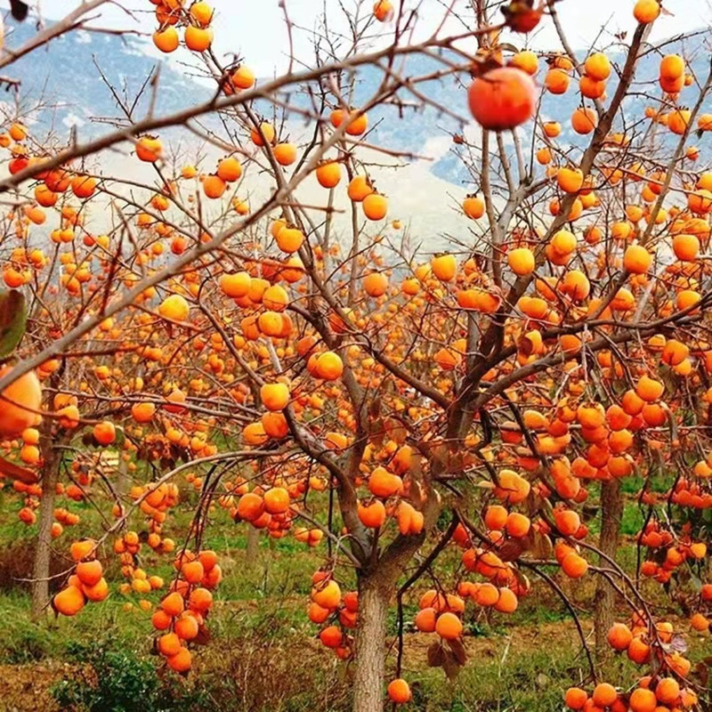 柿子树嫁接苗南方北方庭院盆栽地栽脆甜柿树大果树苗当年结果柿树