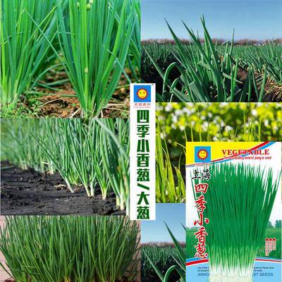 Four season scallions, scallions, vegetables, seeds, first
