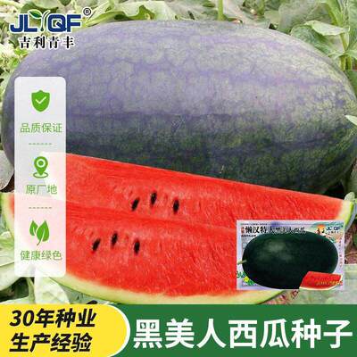 Big Black Beauty Watermelon Seed Complete Black Skin Waterm