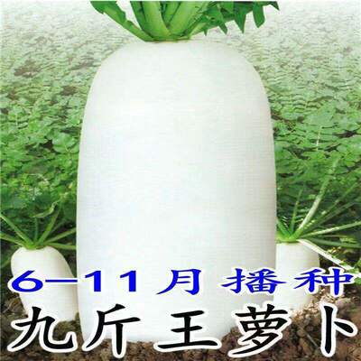 Nine pound king seeds, white radish seeds, vegetable seeds,