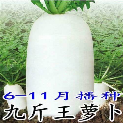 Nine pound king seeds, white radish seeds, vegetable seeds,