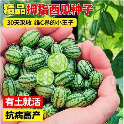 Thumb Watermelon Seed Fruit Garden Mini Watermelon Seed Sow