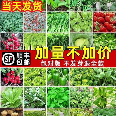Four season vegetables, seeds, seeds, vegetable gardens, po