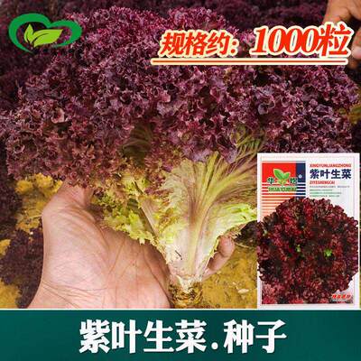 Purple lettuce seeds, seedlings, farmland, vegetable garden