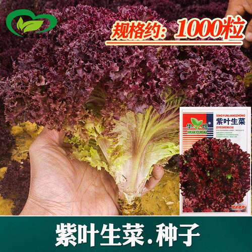 Purple lettuce seeds, seedlings, farmland, vegetable garden