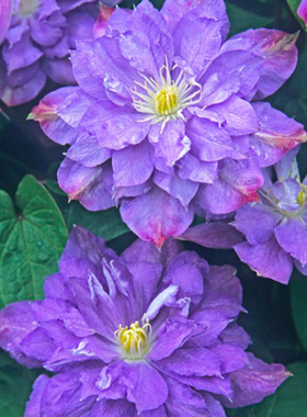 波兰品种铁线莲花苗蓝色风暴新枝单瓣老枝重瓣早花大花喜光爬藤花