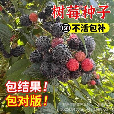 Red Raspberry Seeds, Wild Strawberry Seeds, Black Raspberry