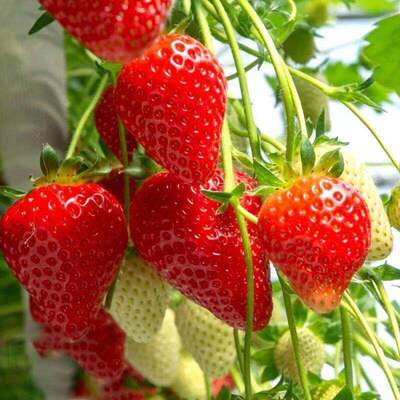 Cream strawberry seeds, strawberry balcony potted plants, s