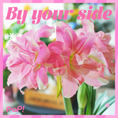 新年礼物 pap朱顶红盆栽礼盒懒人室内植物升职加薪招桃花