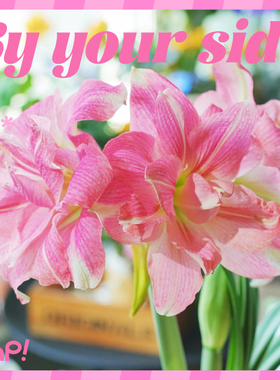 【新年礼物】pap朱顶红盆栽礼盒懒人室内植物升职加薪招桃花