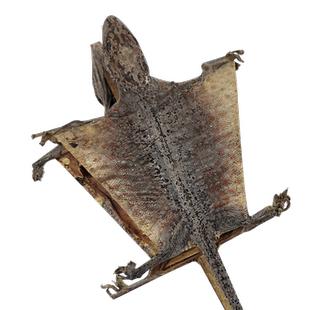 蛤 蚧中药材一对蛤蚧干货大蛤蚧定喘补肺泡酒煲汤官方旗舰店正品