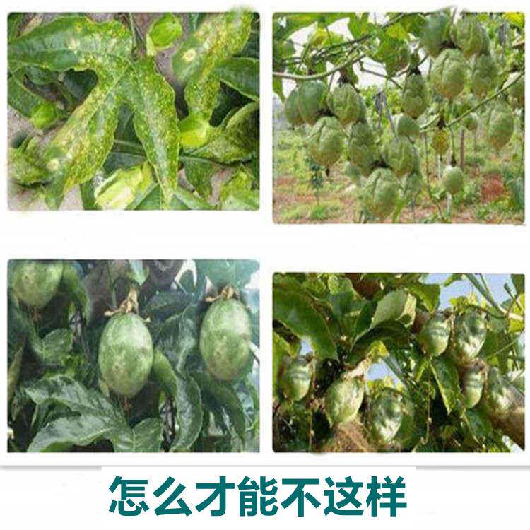 百香果卷叶病黄叶病花叶病百香果病毒套餐杀菌膨大叶面肥增产农用