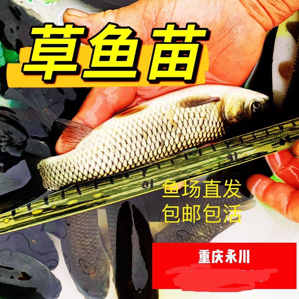 淡冷水养殖基地特大草鱼苗20厘米10公分大头花鲢重庆永川水花鱼苗