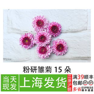 粉色彩菊 日料刺身摆盘装饰花草 餐厅冷盘创意装饰点缀摆盘花草