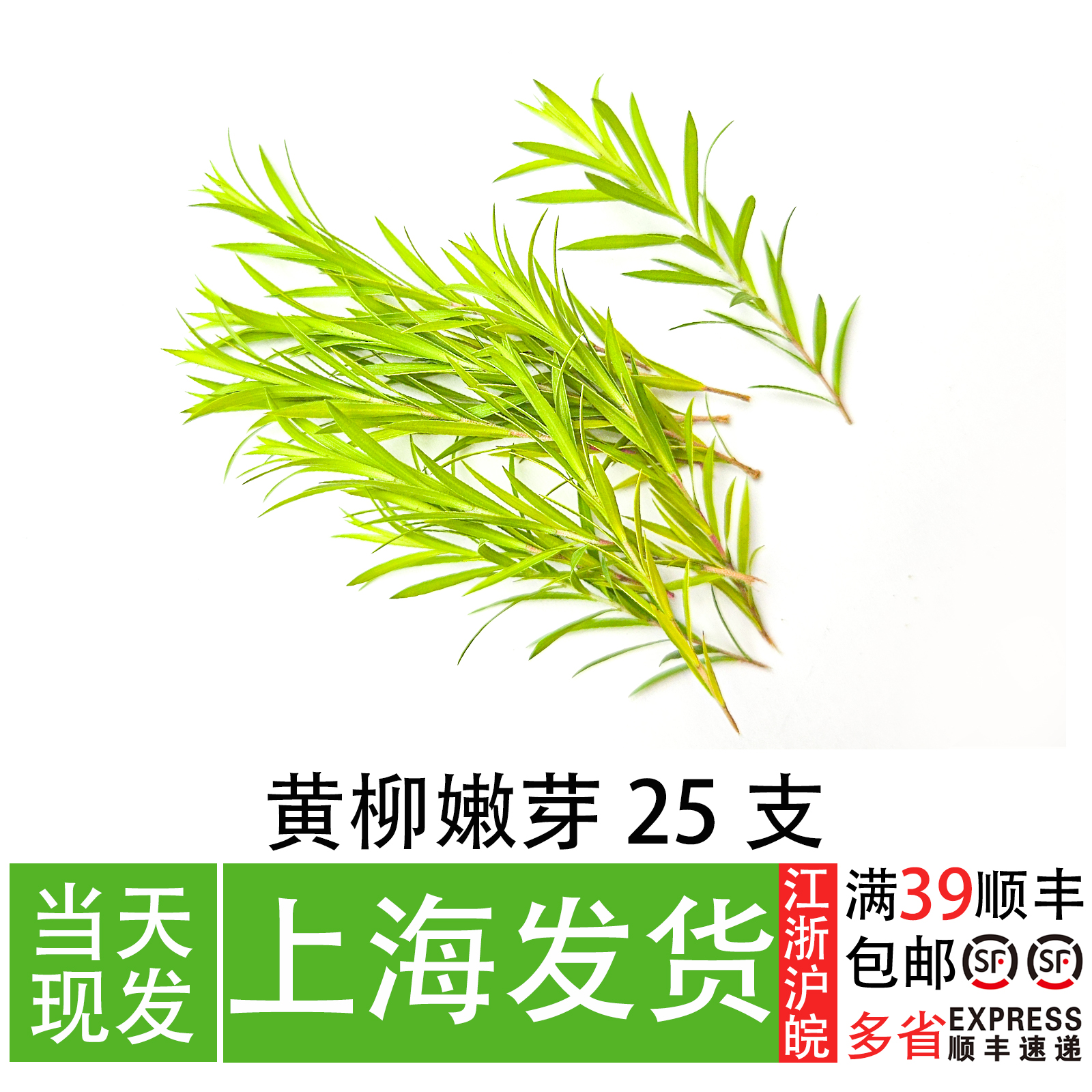 黄柳嫩芽25支日料刺身摆盘装饰餐厅冷盘海鲜姿造创意造型盘饰叶子