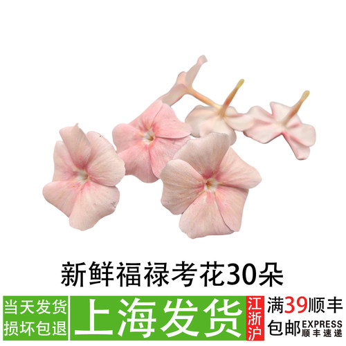 福禄考30朵蛋糕甜摆盘装饰花草