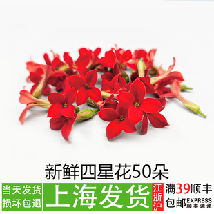 新鲜四星花摆盘花草五星花餐饮冷艺菜品装饰点缀小花