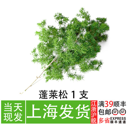 日料私房菜冷盘点缀寿司蓬莱松