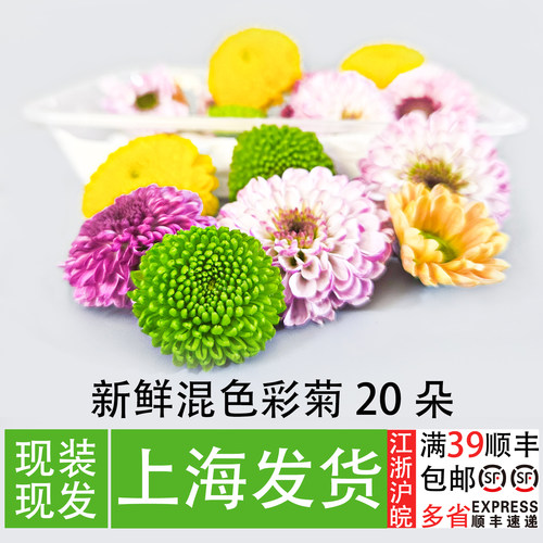 混色彩菊日料刺身摆盘装饰