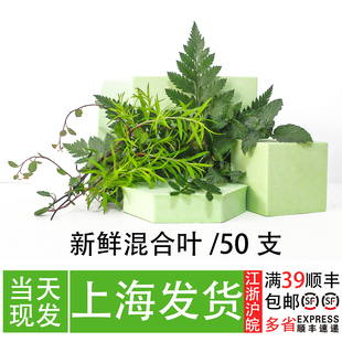 新鲜混合叶子 胡椒木薄荷头高山羊齿叶 上海餐厅摆盘蛋糕装饰植物