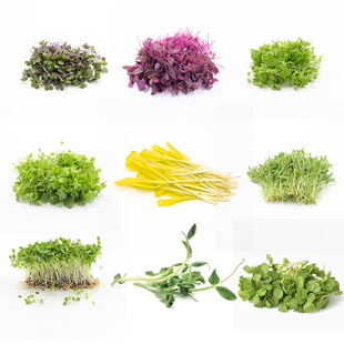 新鲜芽苗菜 可食用 西餐厅高档冷盘装饰点缀摆盘叶子