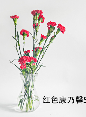 新鲜红色康乃馨花束家庭水养插花节日礼物餐厅摆盘装饰花草