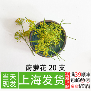 新鲜莳萝花 西餐厅摆盘装饰花草 冷艺摆盘造型创意装饰花草