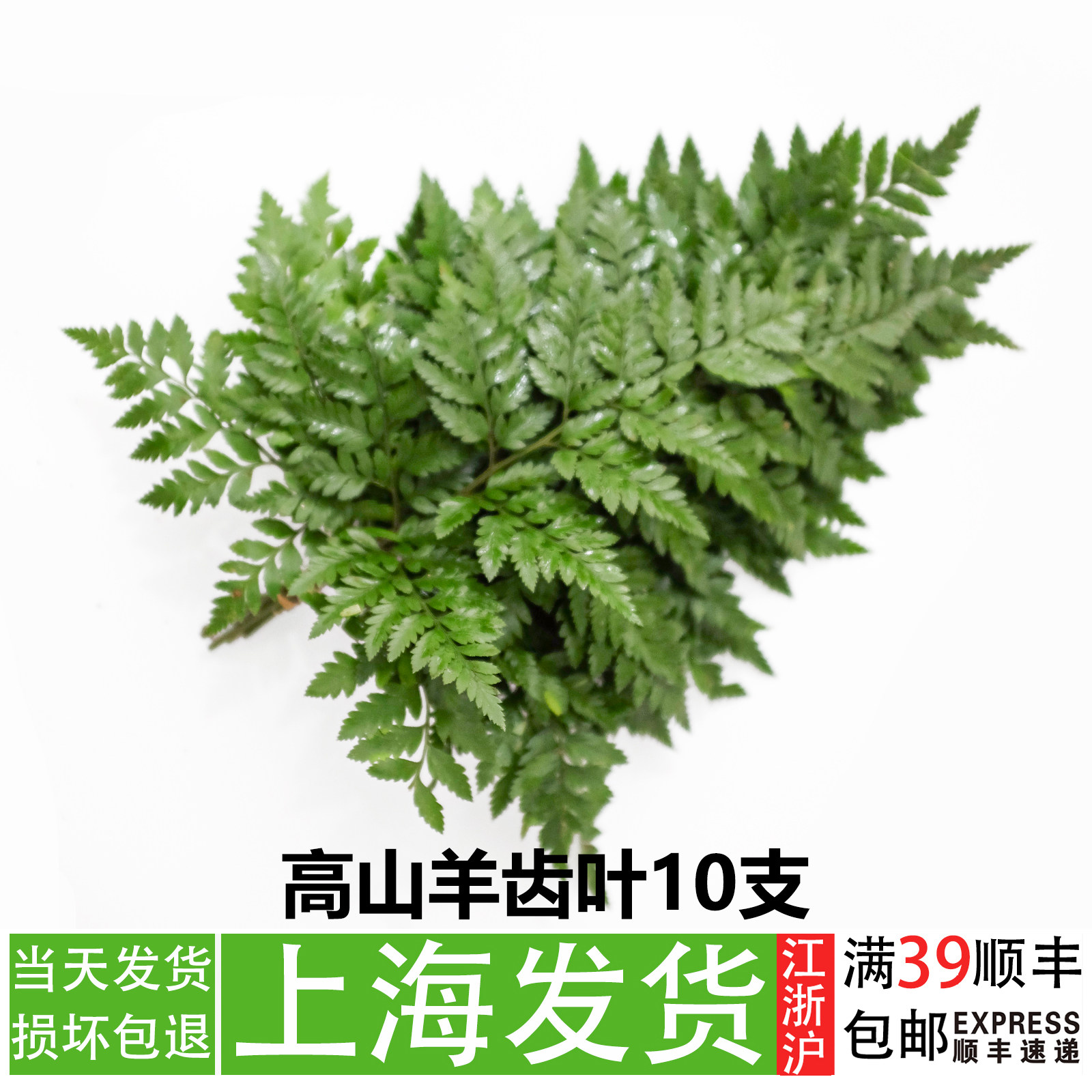 高山羊齿叶杨子叶摆盘花草日料刺身餐饮冷菜装饰蛋糕点缀绿植叶子