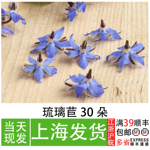 蓝色琉璃苣  私房菜冷菜摆盘花草 酒店西餐意境菜品摆盘装饰花
