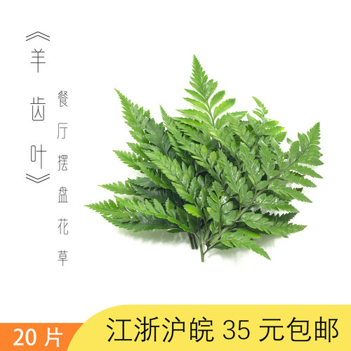 高山羊齿芒叶冷菜日料刺身花草