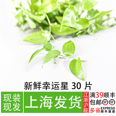 餐厅厨师冷盘摆盘装饰幸运星叶子