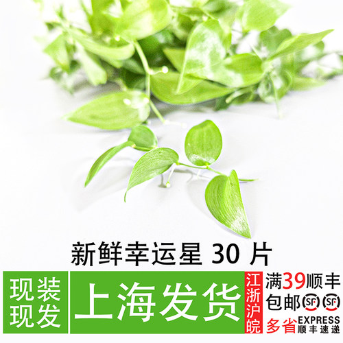 餐厅厨师冷盘摆盘装饰幸运星叶子