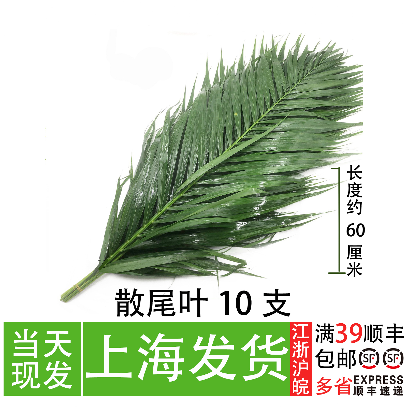 新鲜散尾叶 散尾葵 摆盘花草 西餐日料刺身装饰 私房菜创意点缀 鲜花速递/花卉仿真/绿植园艺 绿植 原图主图