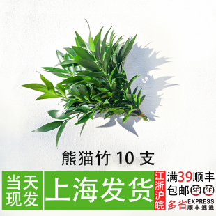 新鲜熊猫竹10支 饰叶子 日料刺身造景海鲜姿造创意造型摆盘装